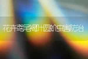 花卉鸢尾褐叶圆蚧虫害防治