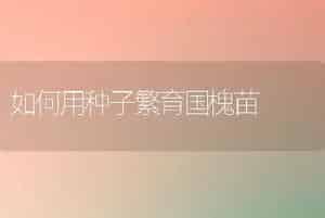 樱桃番茄育苗技术