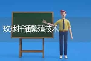玫瑰扦插繁殖技术