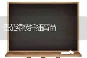 番茄绿枝扦插育苗