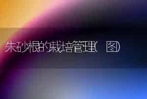 朱砂根的栽培管理