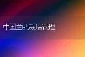 中国兰的栽培管理