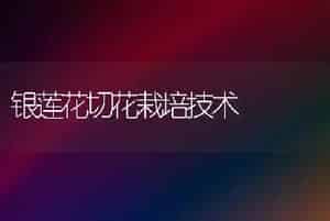 银莲花切花栽培技术