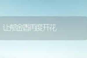 让郁金香再度开花