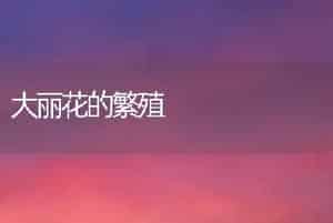 大丽花的繁殖