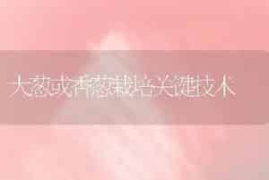 大葱或香葱栽培关键技术