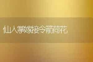 仙人掌嫁接令箭荷花