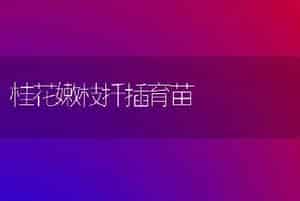 桂花嫩枝扦插育苗