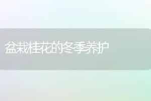 盆栽桂花的冬季养护