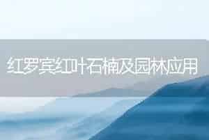 桂花嫩枝扦插繁殖技术