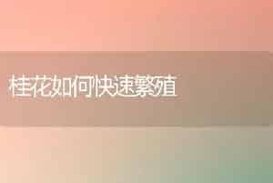桂花如何快速繁殖
