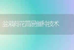 盆栽荷花简易催种技术