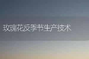 玫瑰花反季节生产技术