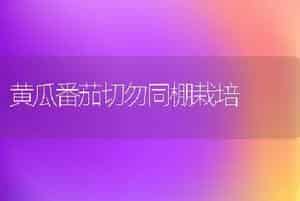 黄瓜番茄切勿同棚栽培