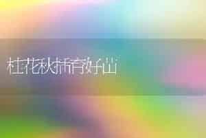 桂花秋插育好苗