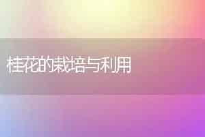 桂花的栽培与利用
