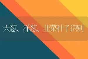 大葱、洋葱、韭菜种子识别