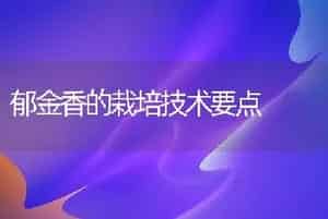 郁金香的栽培技术要点