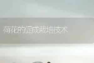 荷花的促成栽培技术