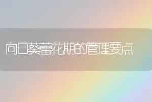 向日葵蕾花期的管理要点