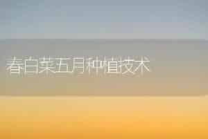 春白菜五月种植技术