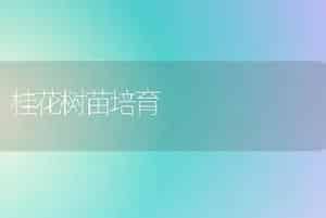 桂花树苗培育