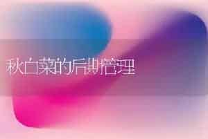 秋白菜的后期管理