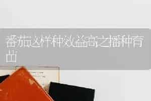 番茄这样种效益高之播种育苗