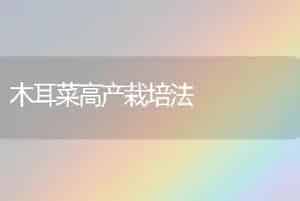木耳菜高产栽培法
