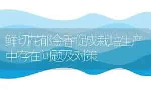 鲜切花郁金香促成栽培生产中存在问题及对策