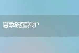 夏季碗莲养护