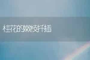 桂花的嫩枝扦插