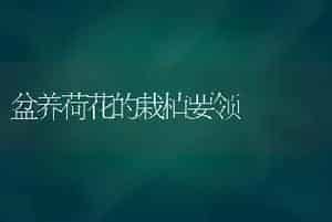 盆养荷花的栽植要领
