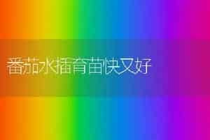番茄水插育苗快又好