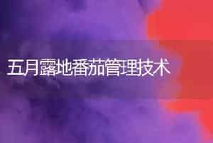 五月露地番茄管理技术