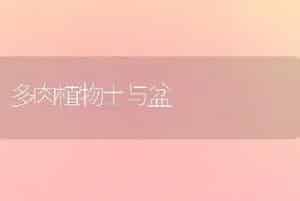 多肉植物土与盆