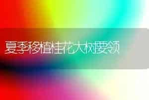 夏季移植桂花大树要领