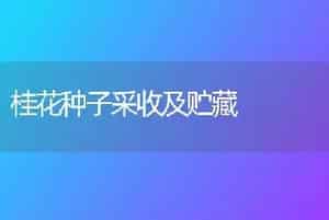 桂花种子采收及贮藏