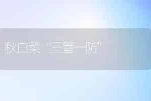 秋白菜“三管一防”