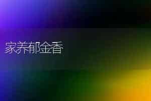 家养郁金香