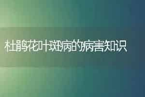 春茬番茄花果期管理