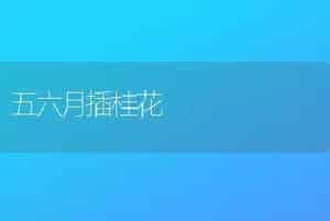 五六月插桂花
