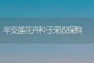 半支莲花卉种子采收保鲜