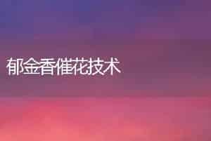 郁金香催花技术