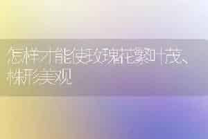 怎样才能使玫瑰花繁叶茂、株形美观