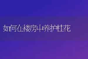 如何在楼房中养护桂花