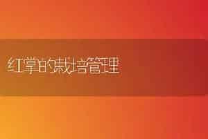 促进桂花花多花香