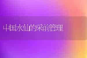 中国水仙的采前管理