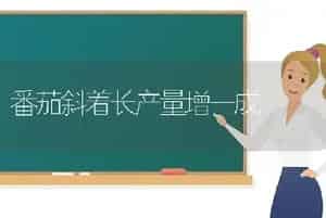 番茄斜着长产量增一成