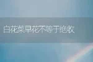 白花菜早花不等于绝收